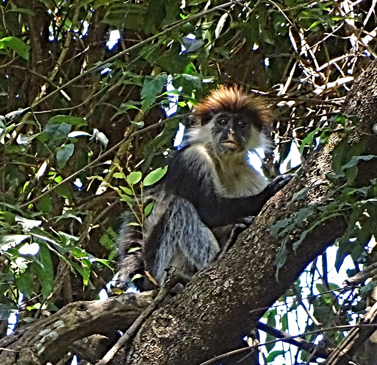 Národní park Udzungwa Mountains