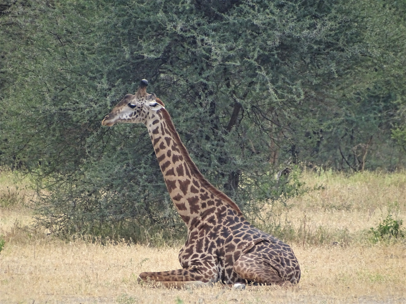 Národní park Tarangire