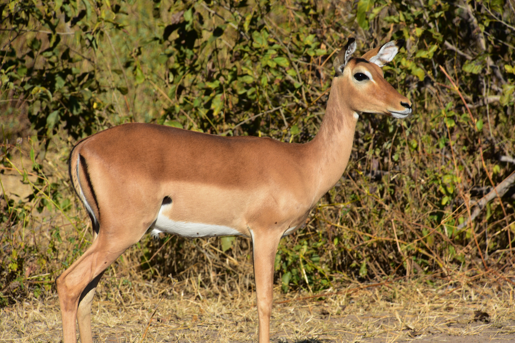 Národní park Ruaha