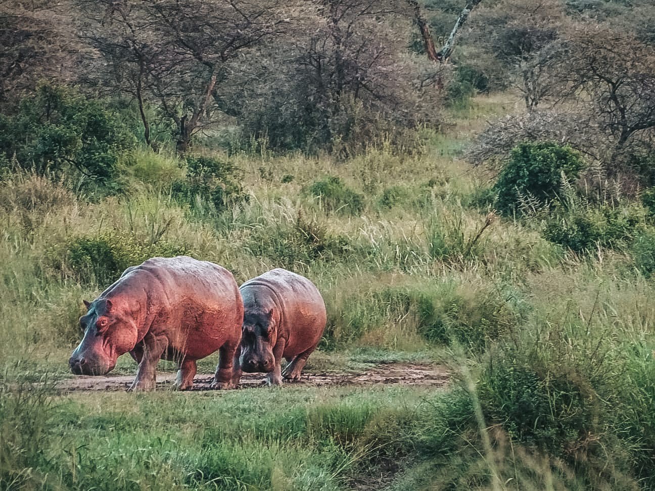 Kráter Ngorongoro