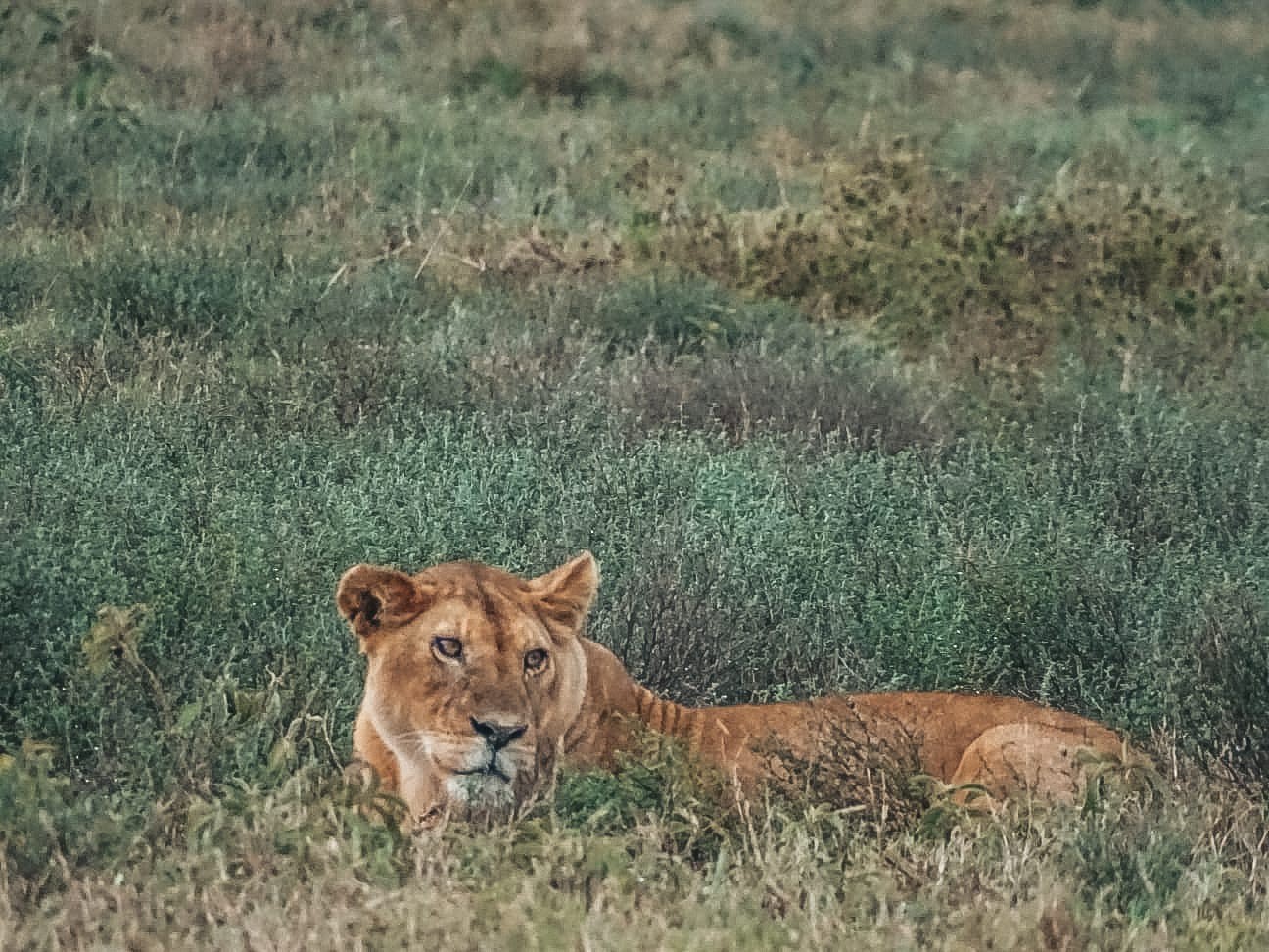 Národní park Serengeti