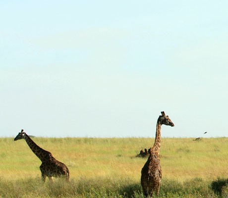 Národní park Serengeti