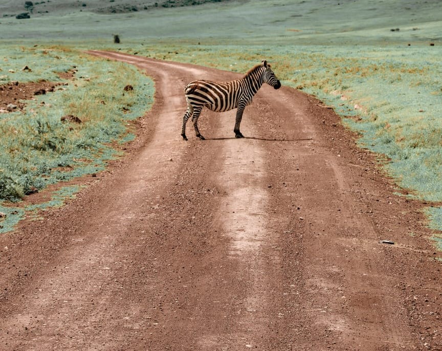 Kráter Ngorongoro