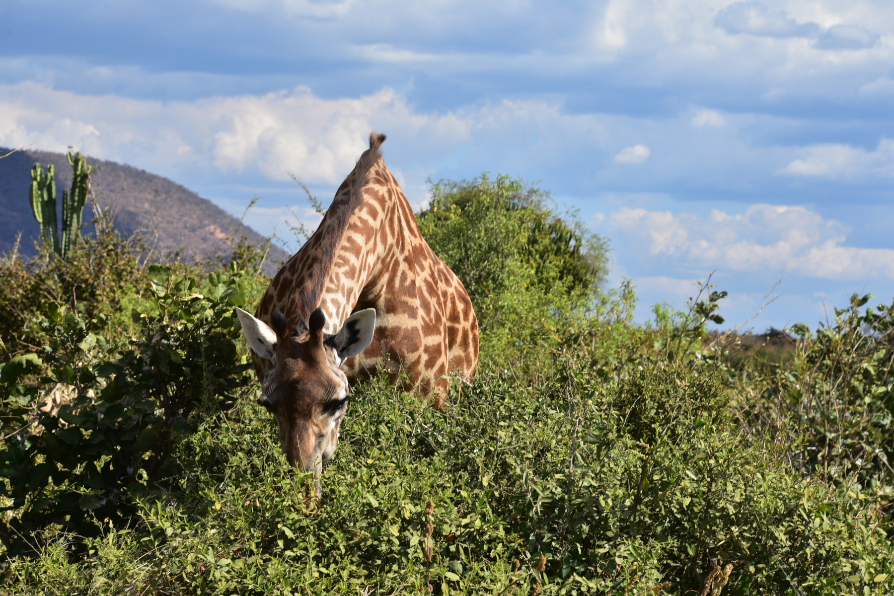 Národní park Ruaha