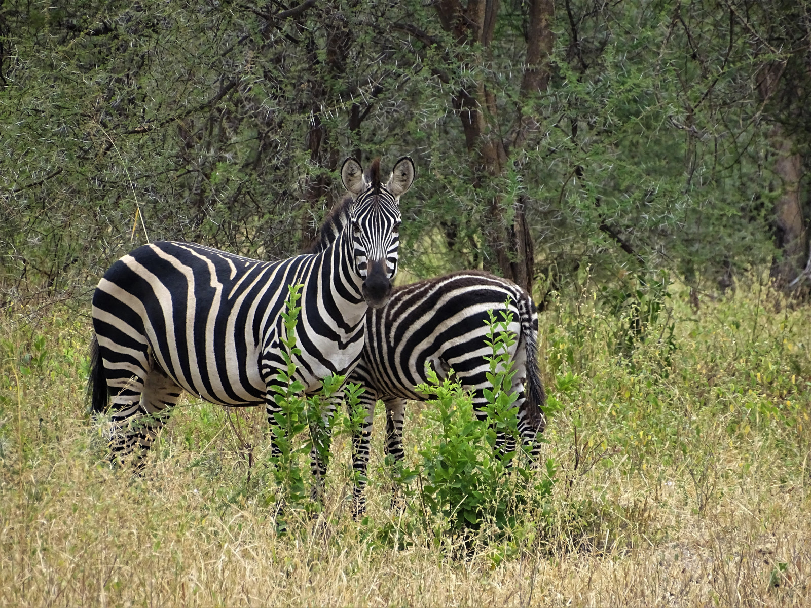 Národní park Tarangire