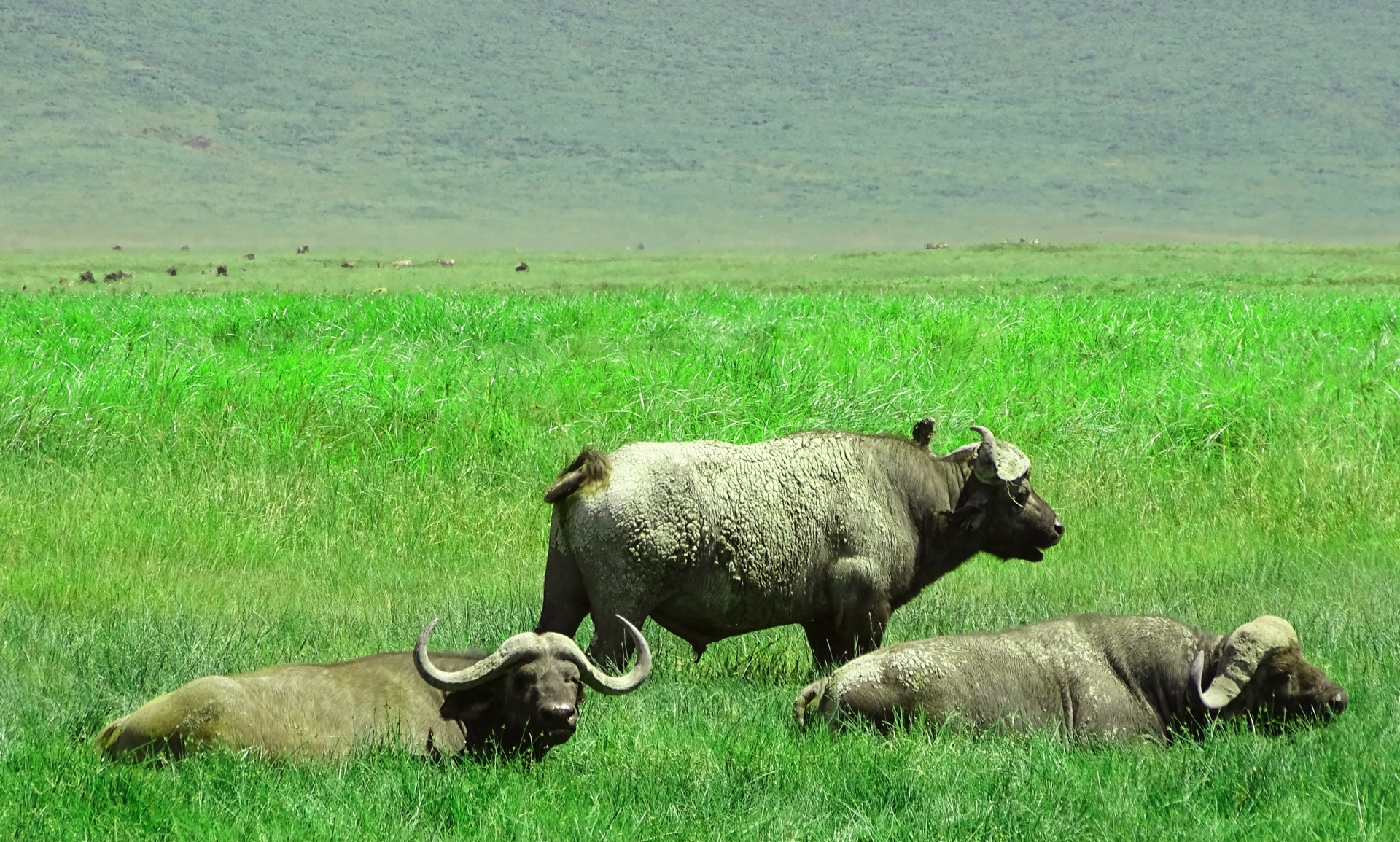 Kráter Ngorongoro