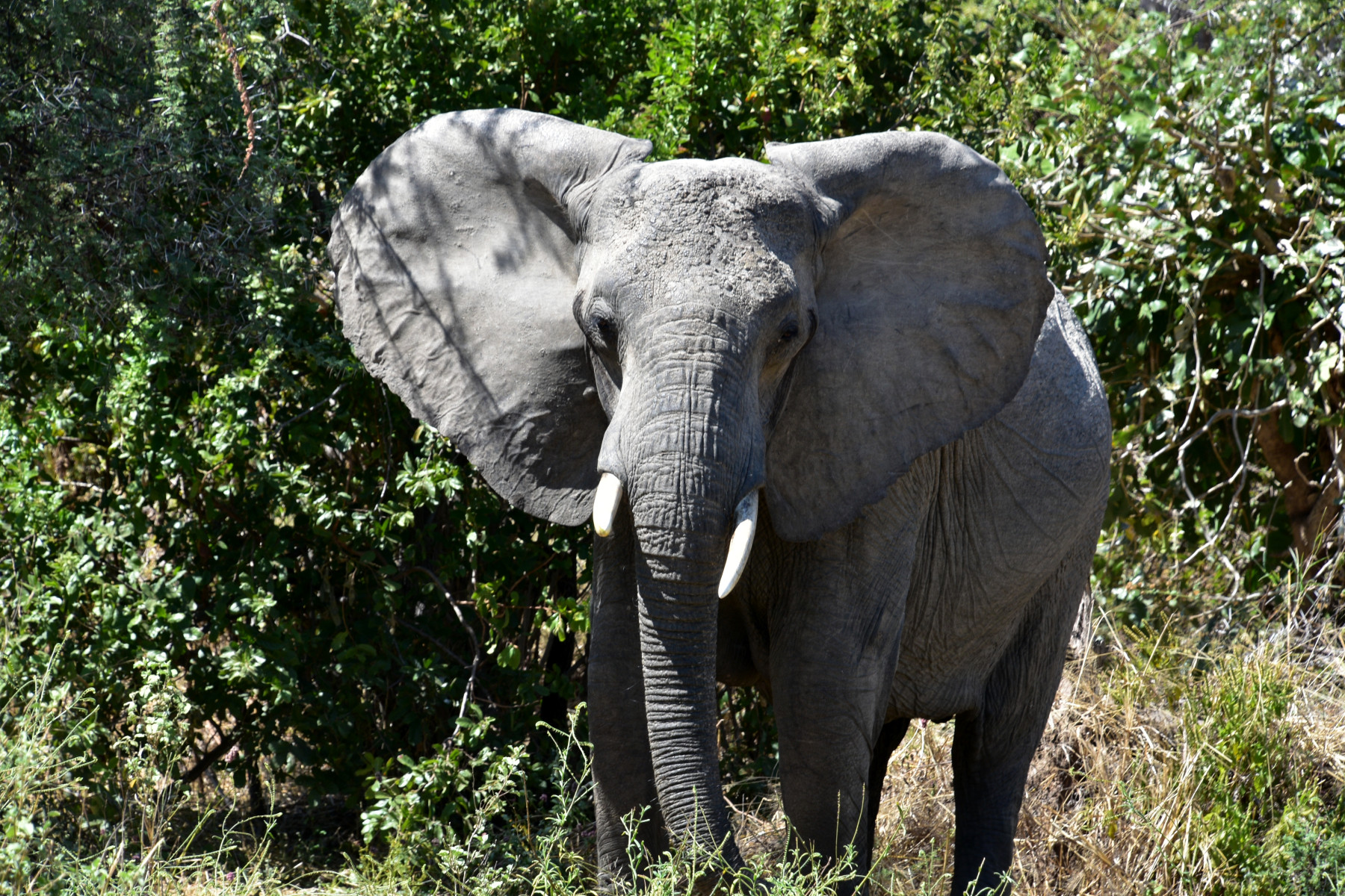 Národní park Ruaha