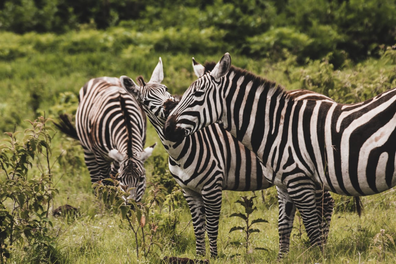 Severní Tanzanie: 5denní dobrodružství na safari