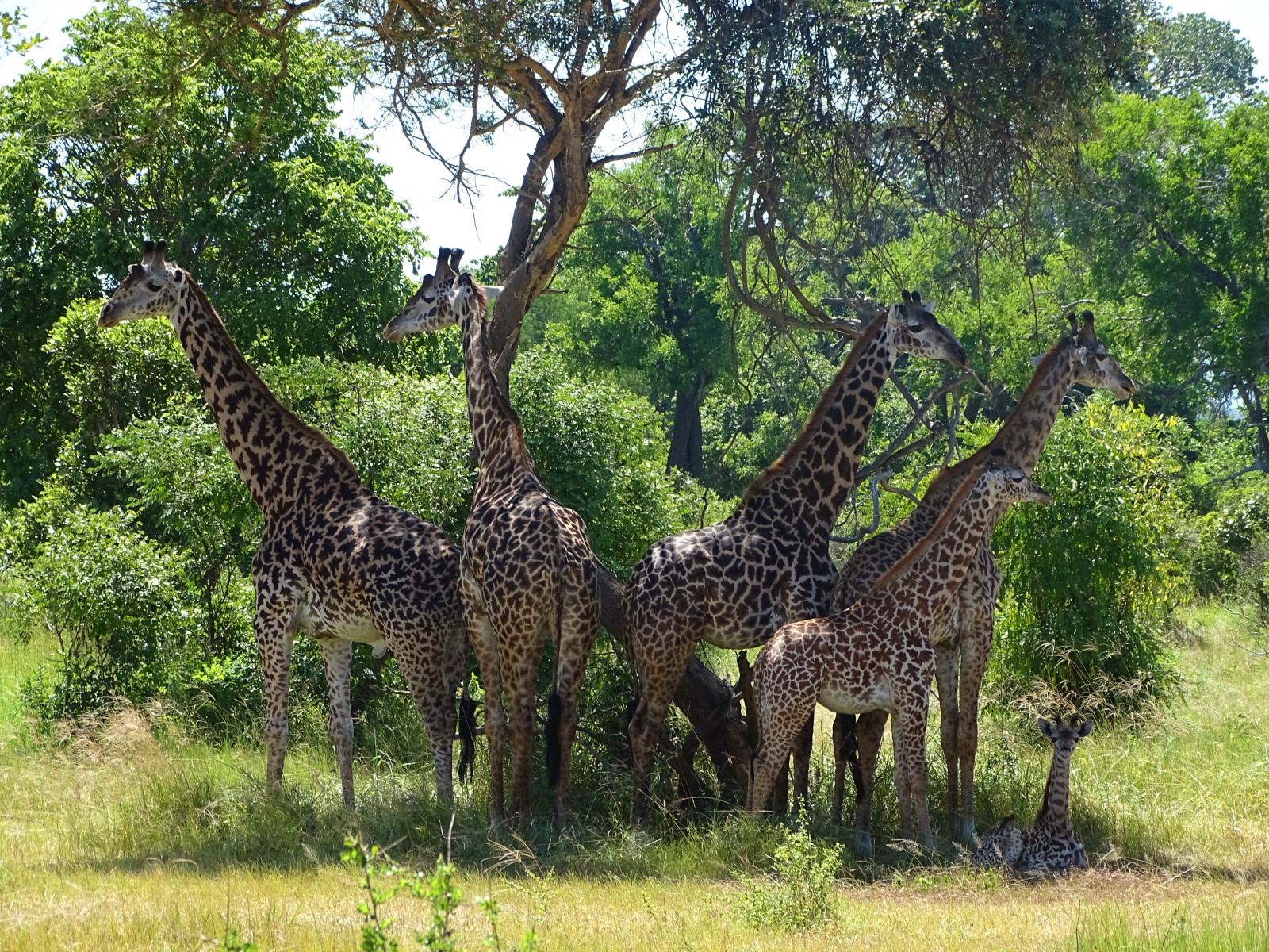 Southern Tanzania Safari and Hiking