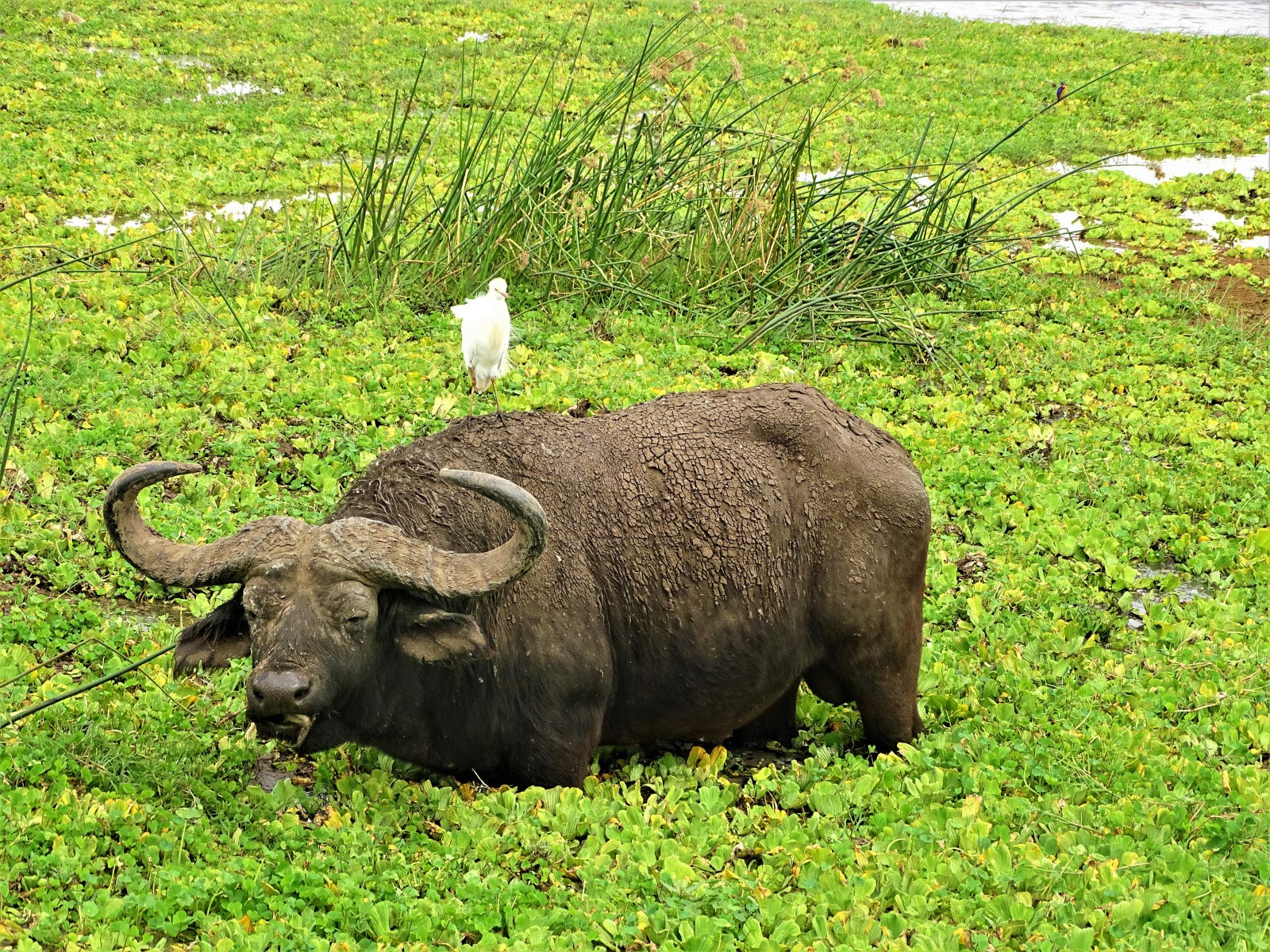 Lake Manyara National Park