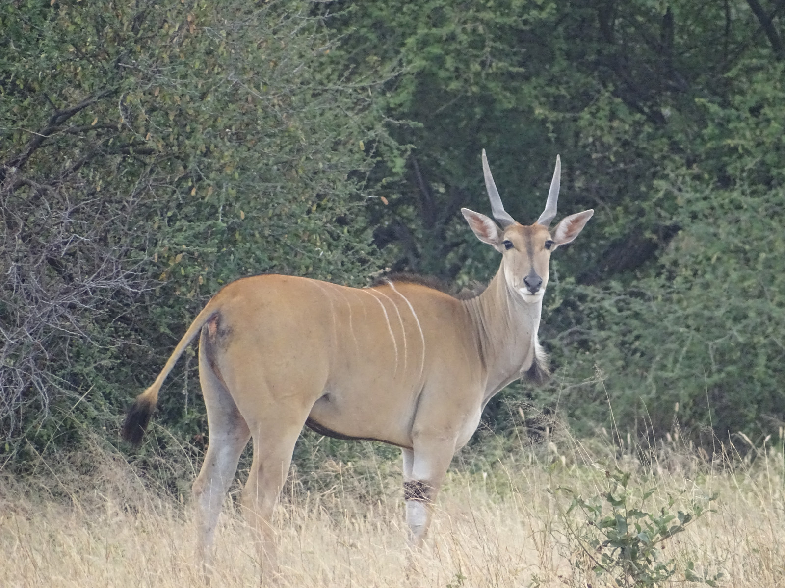 Mkomazi National Park