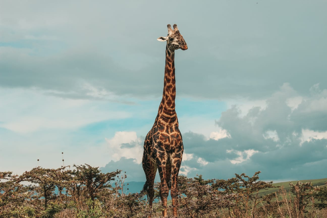 Mkomazi National Park