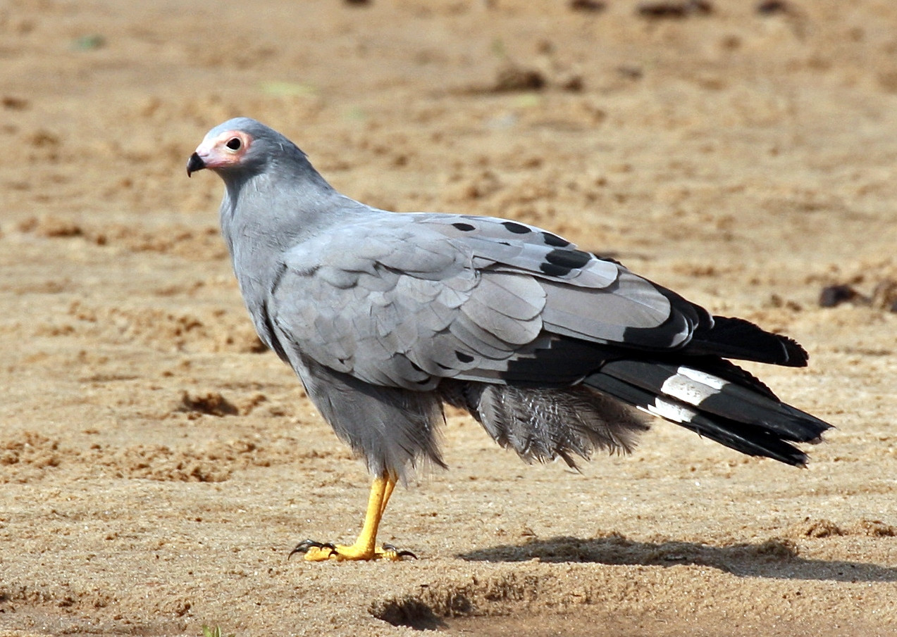 Nyerere National Park