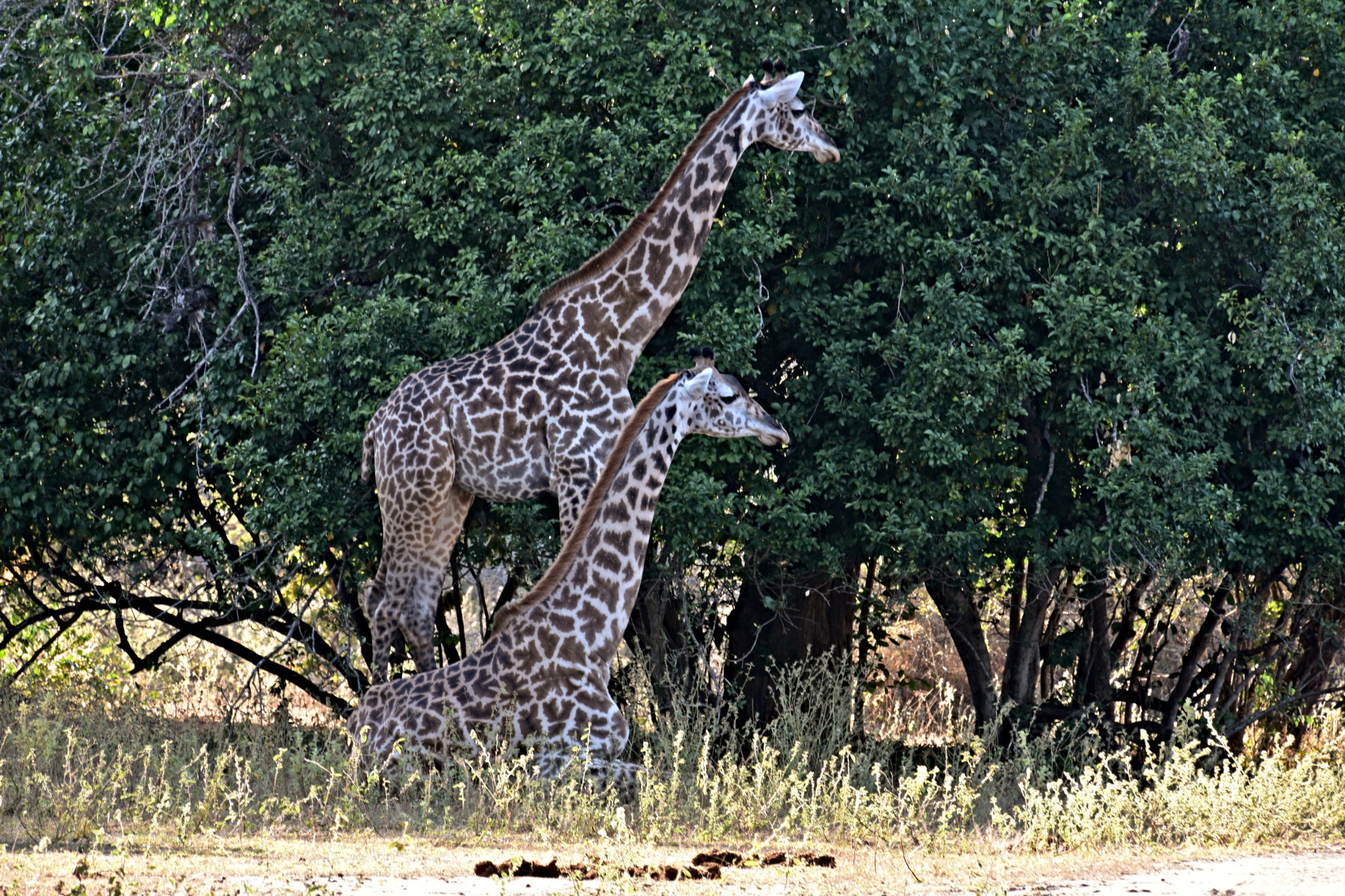 Nyerere National Park