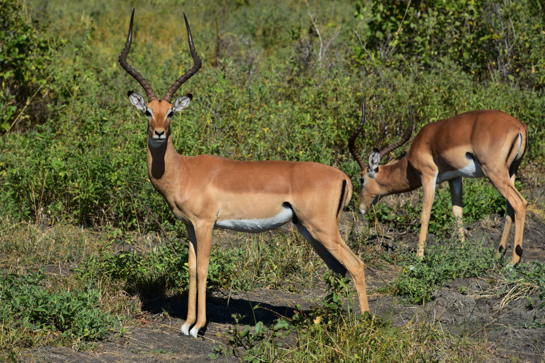 Nyerere National Park