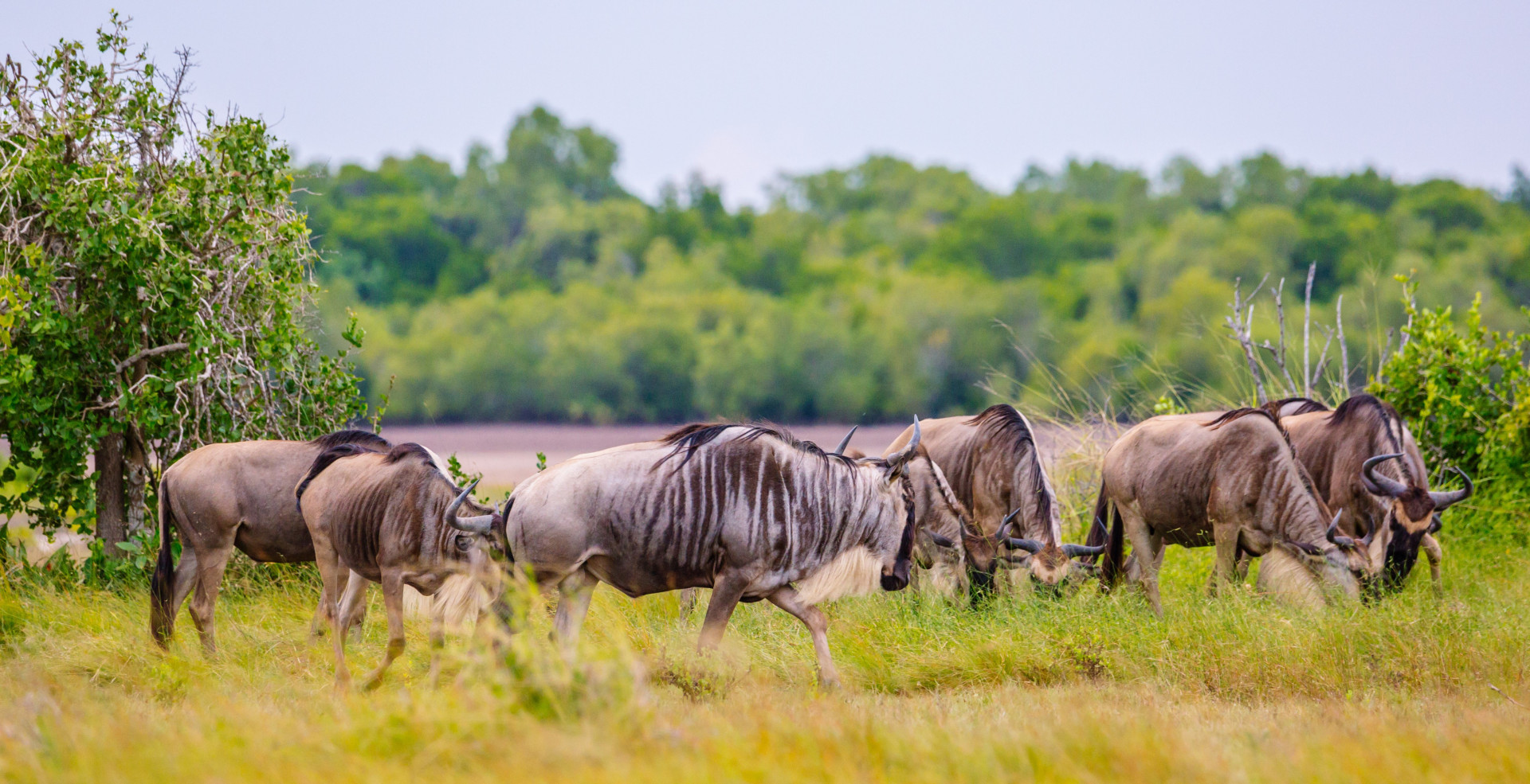 Saadani National Park