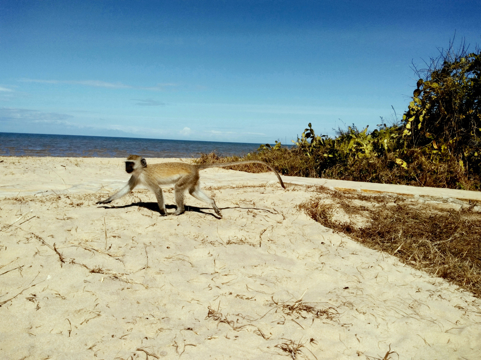 Saadani National Park