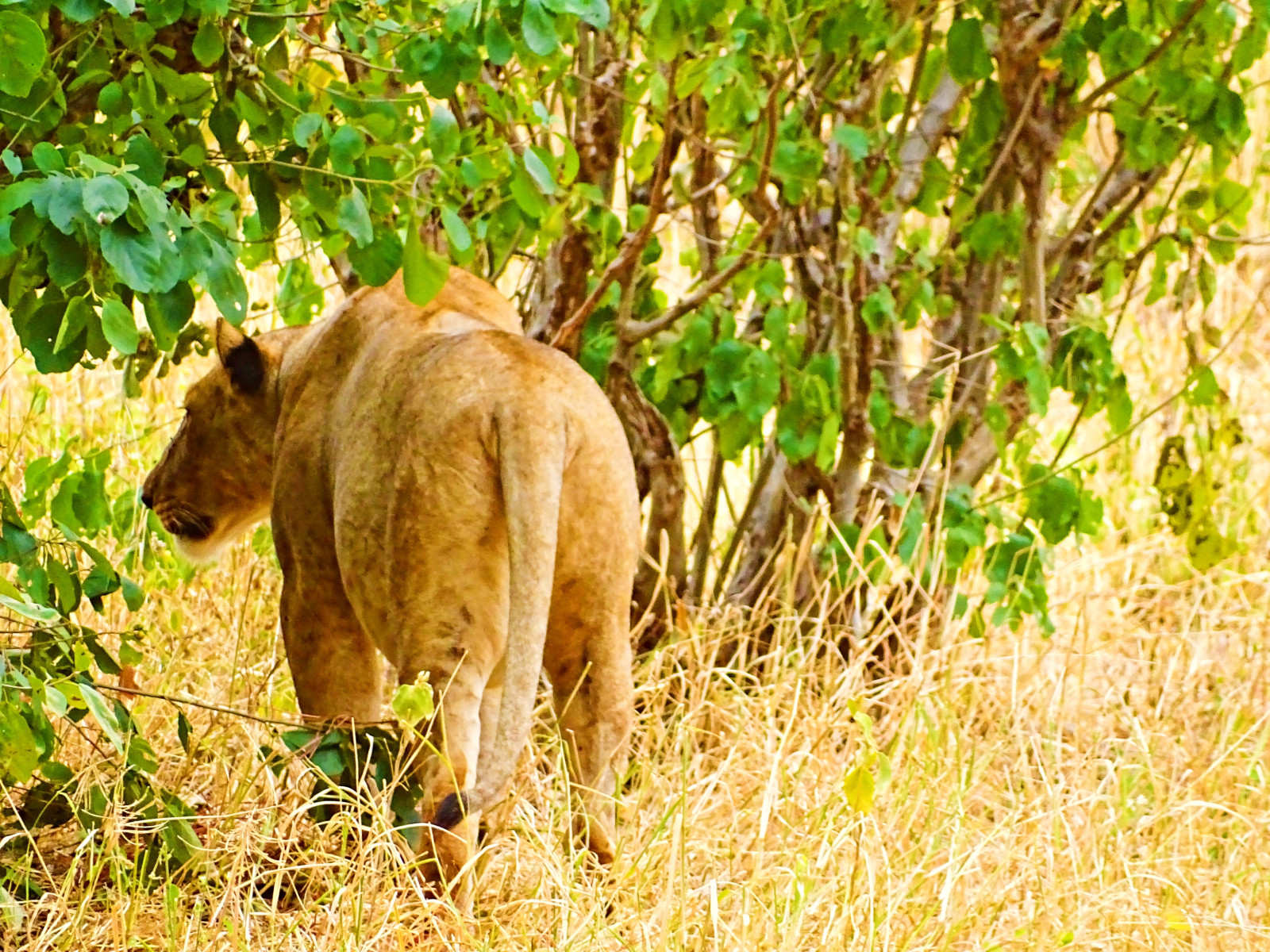 Tarangire National Park