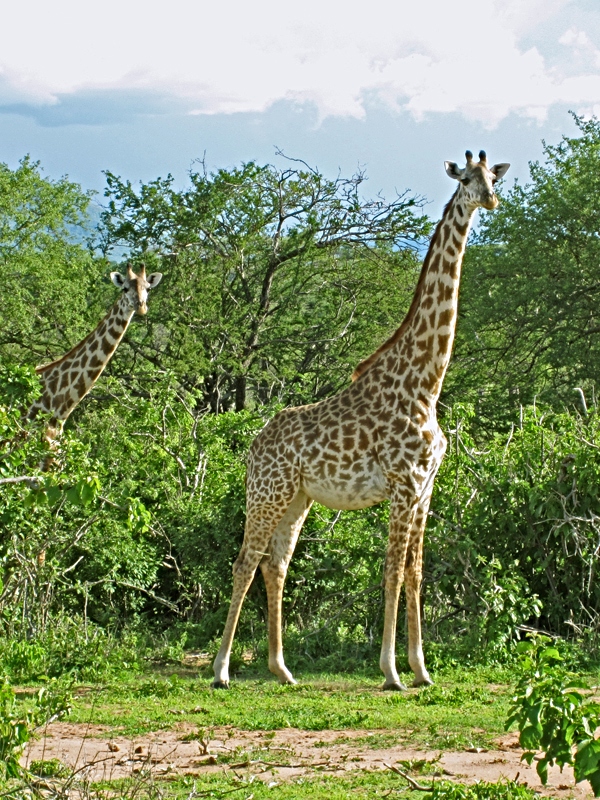 Národní park Ruaha