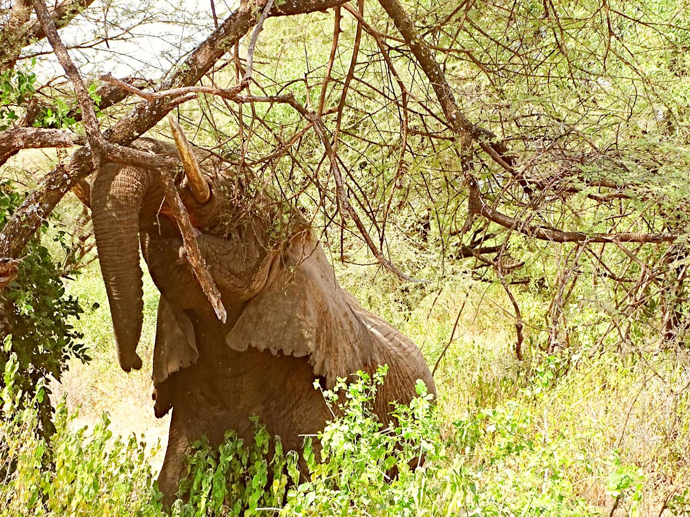 Národní park Lake Manyara