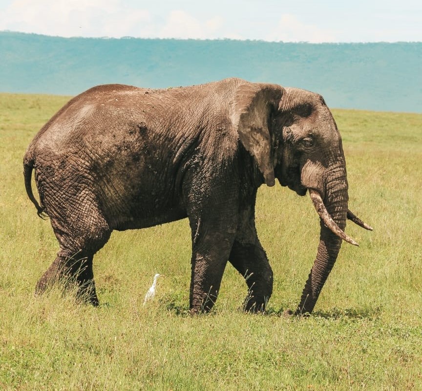 Kráter Ngorongoro