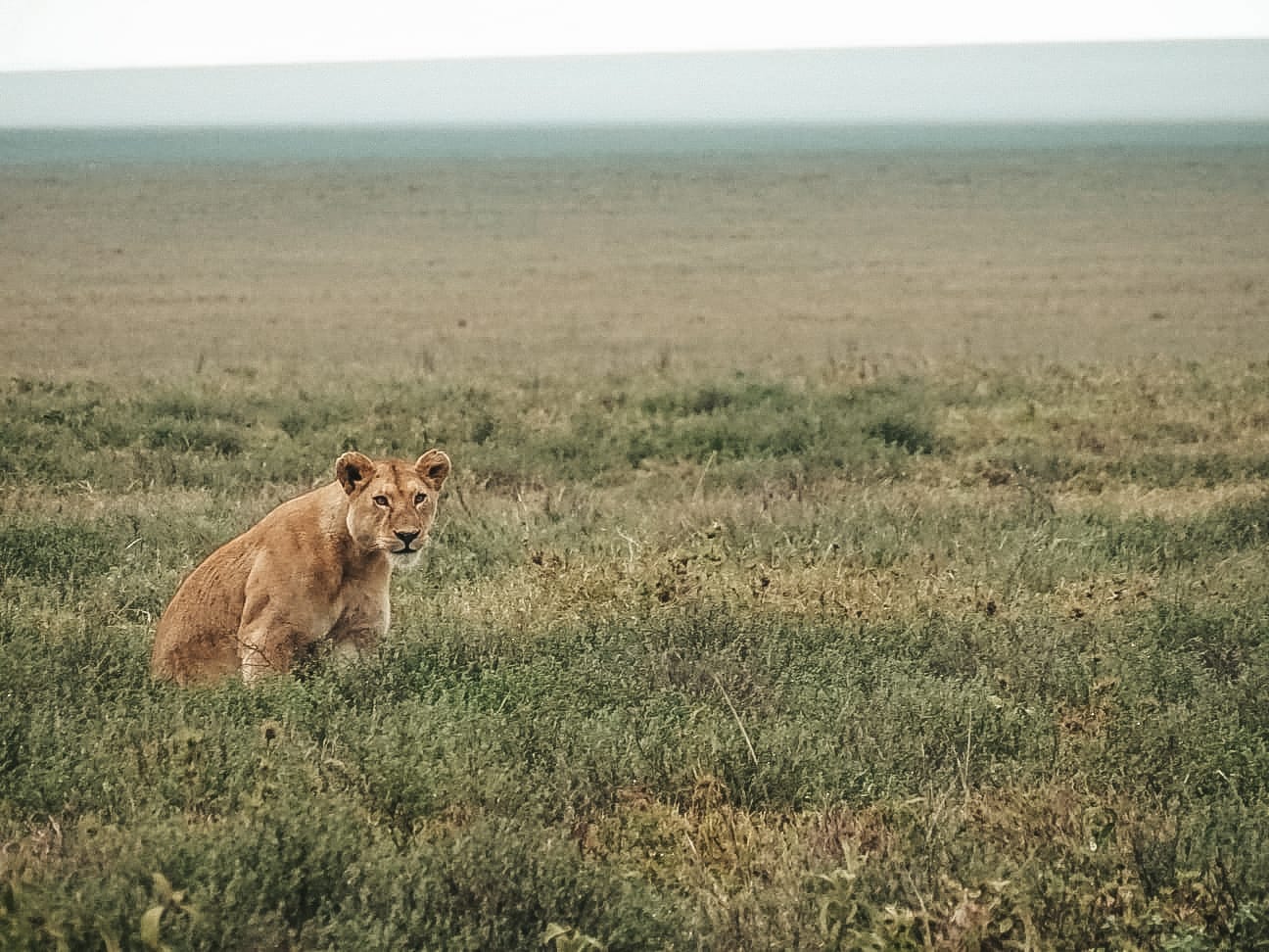 Severní Tanzanie: 5denní dobrodružství na safari