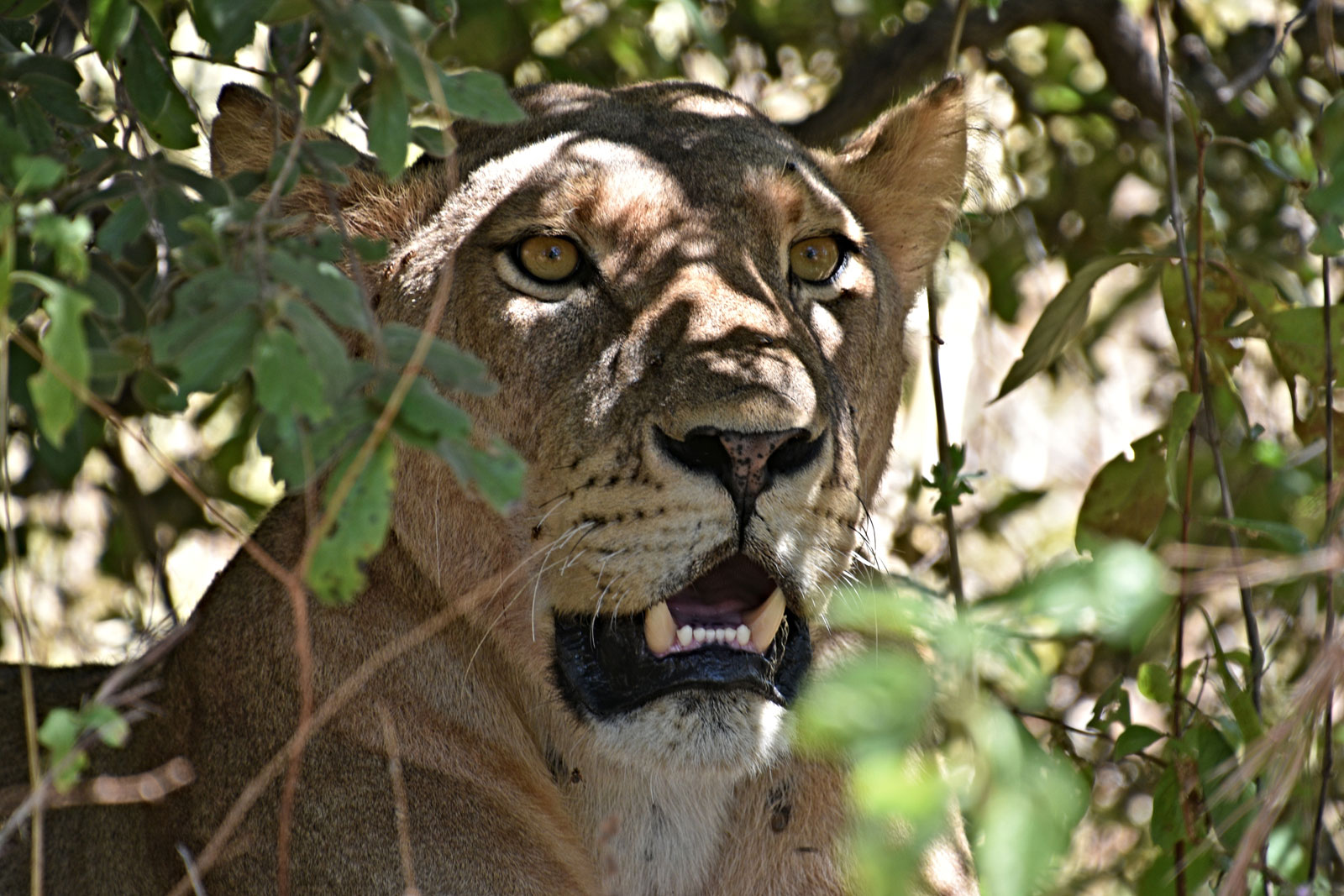 Národní park Ruaha