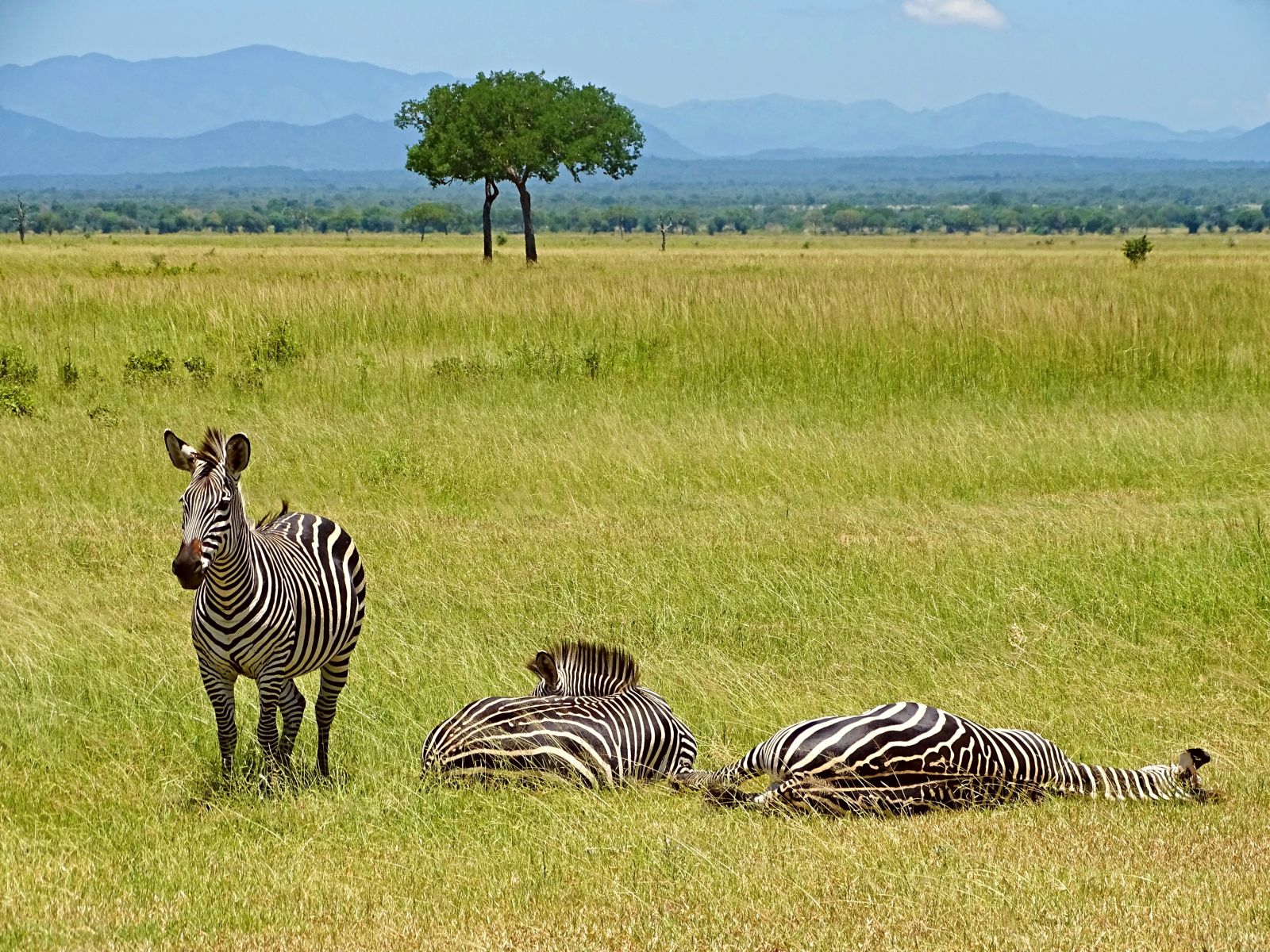 Zanzibar Bliss & Mainland Safari