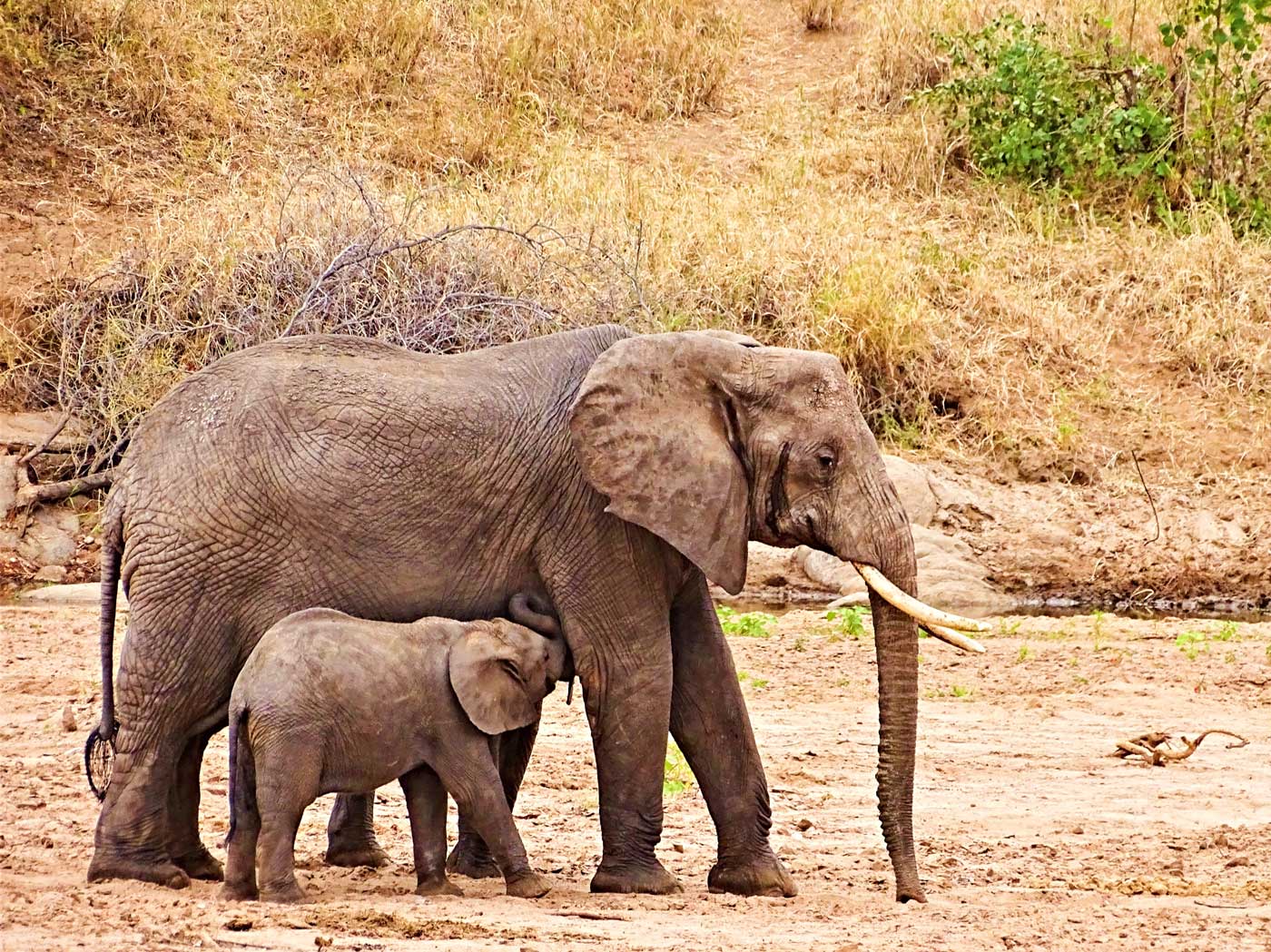 Tarangire National Park