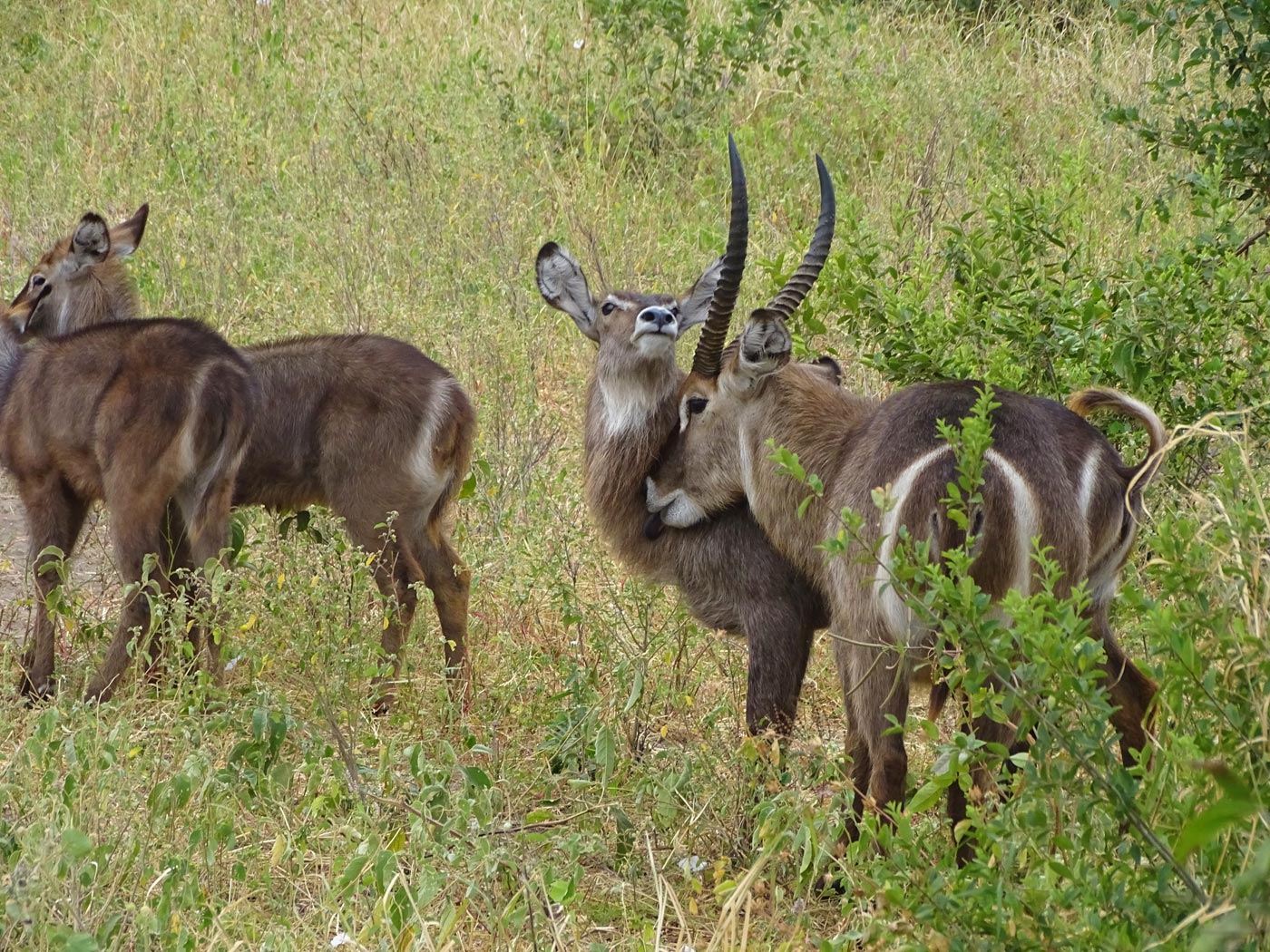 Mkomazi National Park