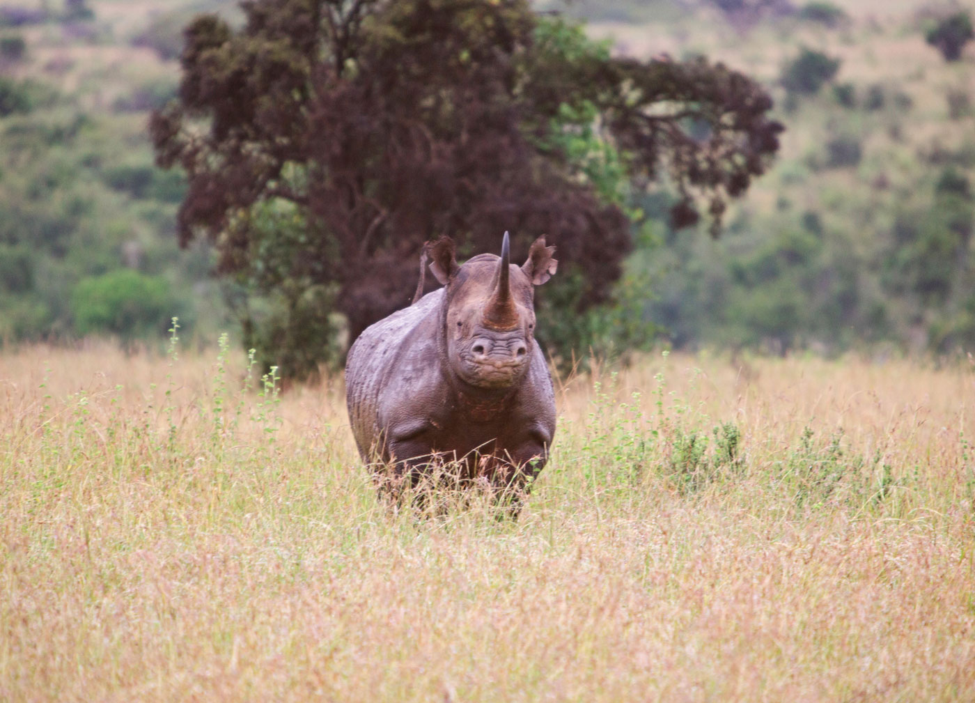 Mkomazi National Park