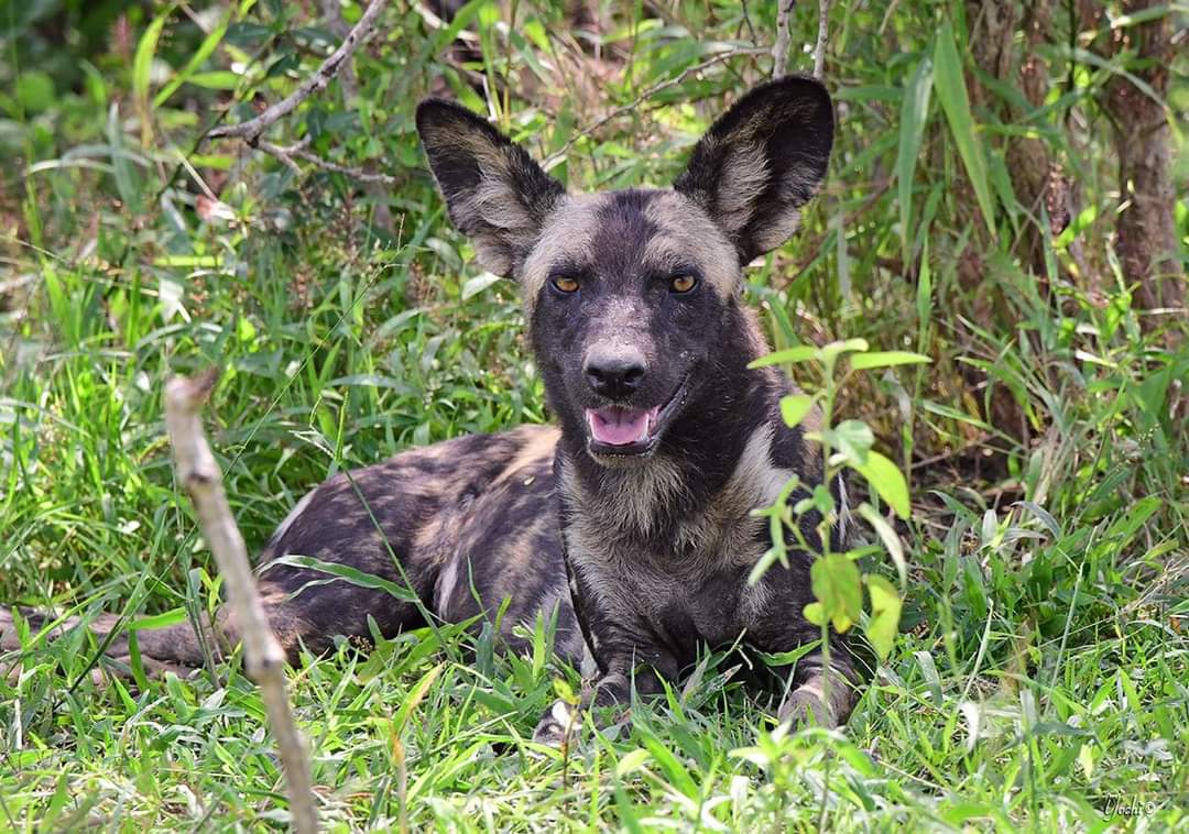 Nyerere National Park