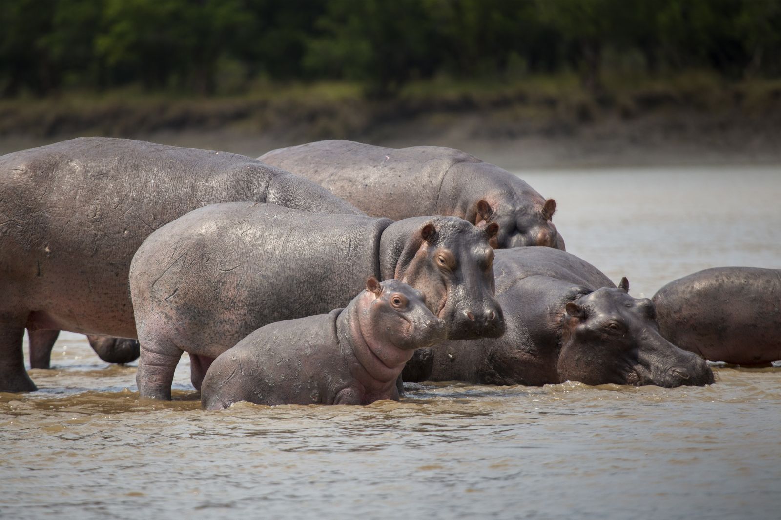 Saadani National Park