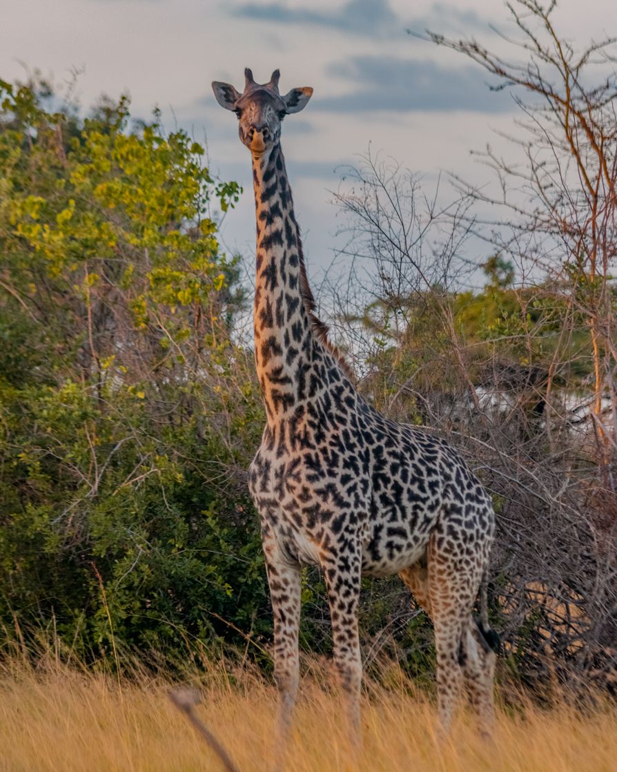 Saadani National Park