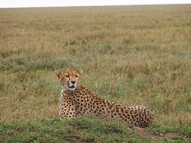 Národní park Serengeti