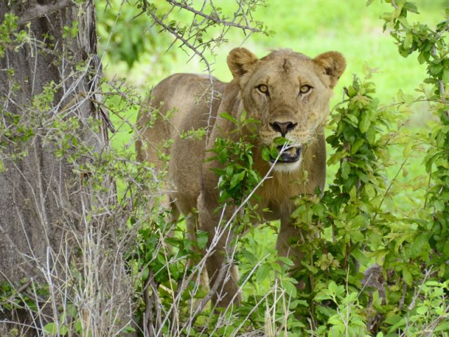 Národní park Ruaha