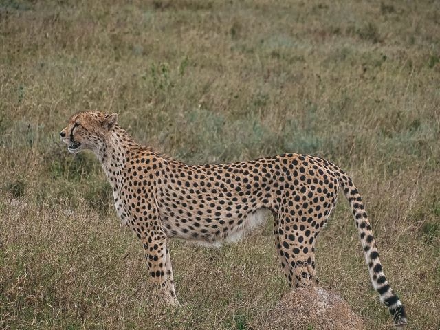 Severní Tanzanie: 5denní dobrodružství na safari