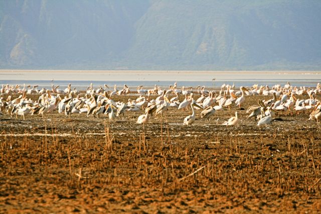 Lake Eyasi