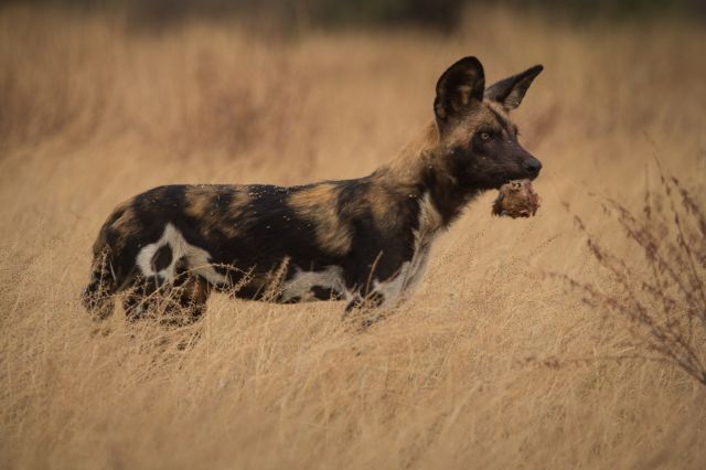 Mkomazi National Park