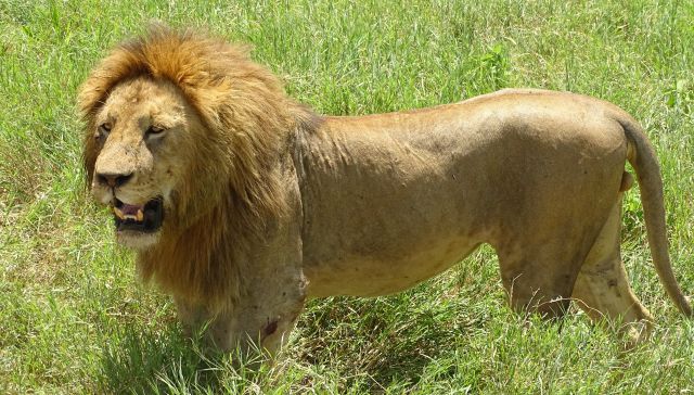 Ngorongoro Crater