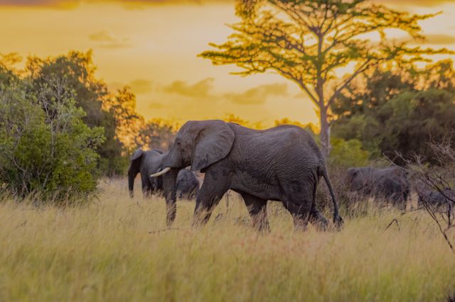 Saadani National Park