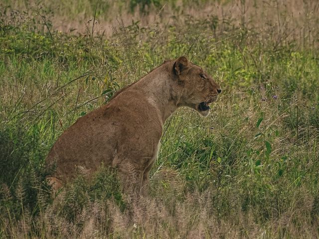 Southern Tanzania Safari and Hiking