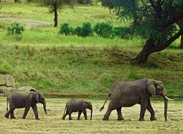 Tarangire National Park